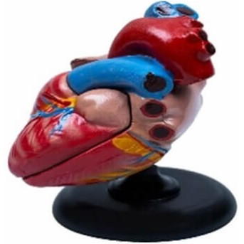 Модель сердца демонстрационная MAXON 1634 в Metoo.kz - Metoo (1)