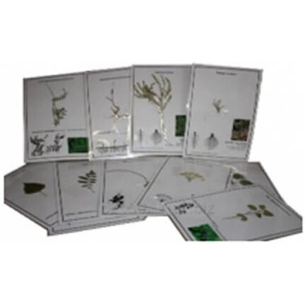 Комплект гербариев по биологии MAXON 1645 в Metoo.kz - Metoo (1)
