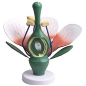 Модель цветка универсальная MAXON 1644 в Metoo.kz - Metoo (1)